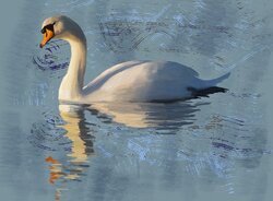 Mute swan